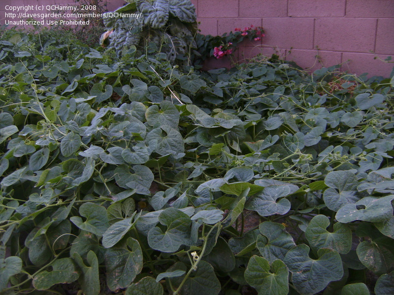 خربزه شاخدار